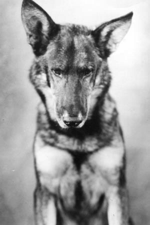 Rin-Tin-Tin's poster