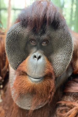 Sam the Orangutan's poster