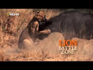 Lion Battle Zone's Poster