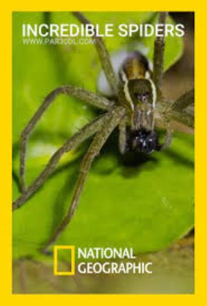 Incredible Spiders's Poster