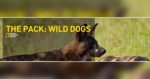 The Pack's Poster