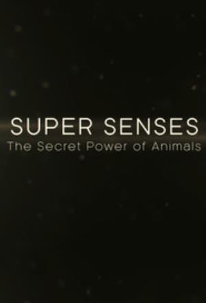 Super Senses's Poster