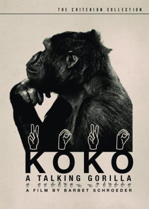 Koko's Poster