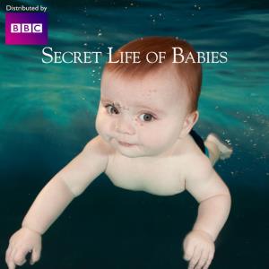 Secret Life Of Babies's Poster