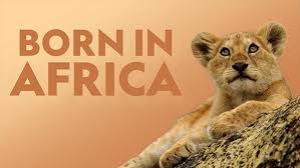 Born In Africa's Poster