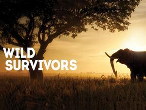 Wild Survivors's Poster