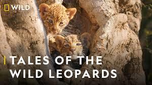 A Leopard's Legacy's Poster
