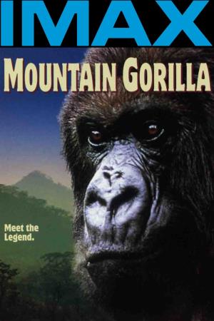 Mountain Gorilla's Poster