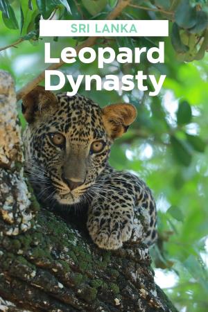 Sri Lanka: Leopard Dynasty's Poster