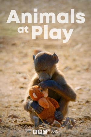 Animals At Play's Poster