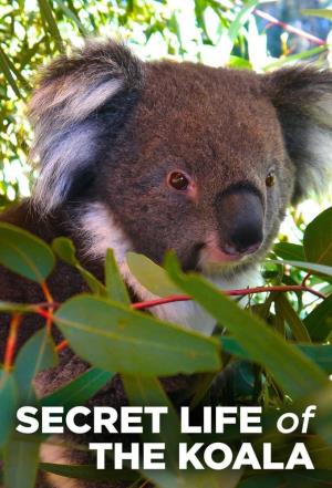 Secret Life Of The Koala's Poster