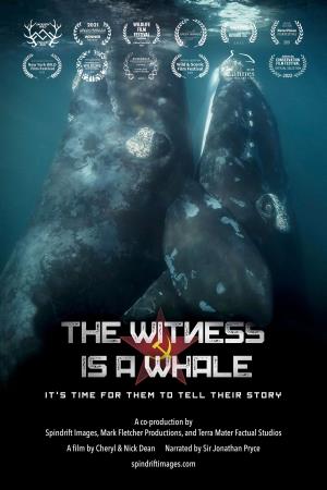 The Witness Is a Whale's Poster