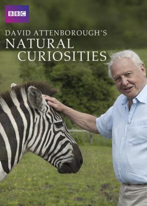 David Attenborough's Natural Curiosities's Poster