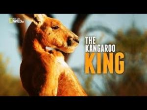 The Kangaroo King Poster