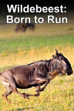 Wildebeest: Born To Run Poster