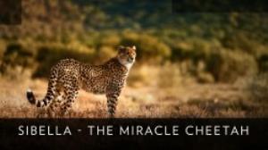 Sibella - The Miracle Cheetah Poster