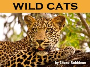 Wild Cats Poster