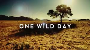 One Wild Day Poster