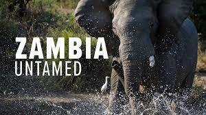 Zambia Untamed Poster