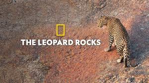 The Leopard Rocks Poster