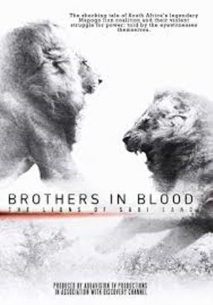 Brothers In Blood: Lions Of Sabi Sand Poster