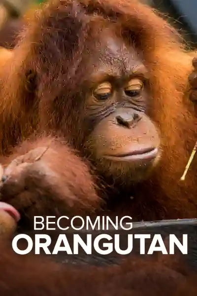 Becoming Orangutan Poster