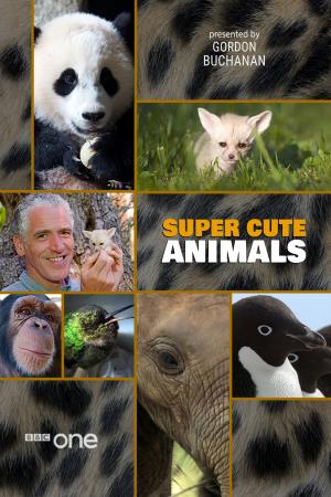 Super Cute Animals Poster