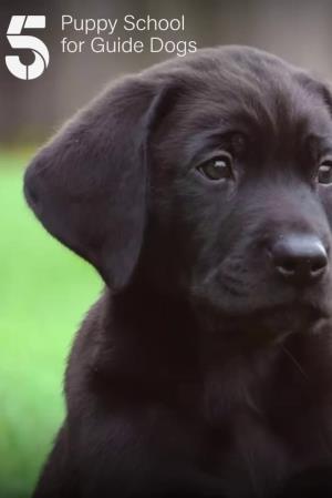 Puppy School for Guide Dogs Poster