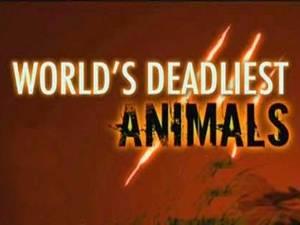 World's Deadliest Animals Poster