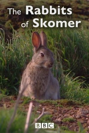 The Rabbits of Skomer Poster