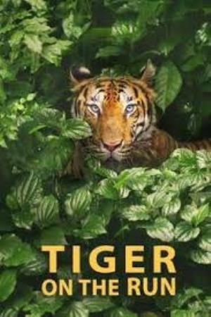 Tiger On The Run Poster