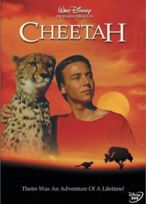 Cheetah Poster